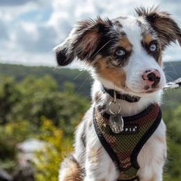 Toy Australian Shepherds from Hometown Aussies