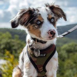 Toy Australian Shepherds from Hometown Aussies