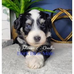Aussiedoodle, Bernedoodle, and Goldendoodle Puppies from Johnson's Doodles