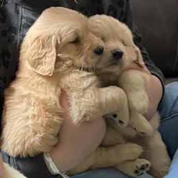 Golden Retrievers from Pam's Golden Retrievers