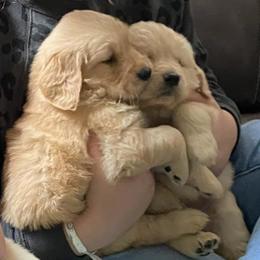 Golden Retrievers from Pam's Golden Retrievers
