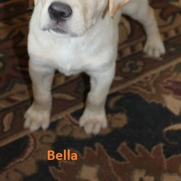 Labrador Retriever Puppies from C R Purdy Labs