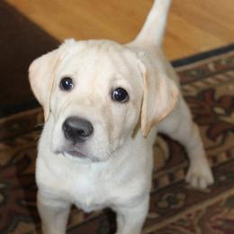 Labrador Retriever Puppies from C R Purdy Labs