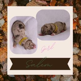 Salem - Red merle female Australian Shepherd puppy in Cleburne, Texas from Hudson Farm