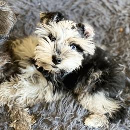 Remy - Miniature Schnauzer