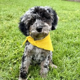 Aussiedoodle and Goldendoodle Puppies from Gray Doodles