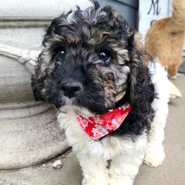 Poky - Cockapoo