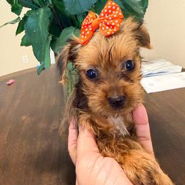 Hot  Takis - Tan female Yorkshire Terrier puppy in Ocala, Florida from Yorkie  And Shih Tzu Love