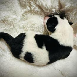 Girl 2 - Black and white female Border Collie puppy in Jonesboro, Arkansas from Hampton Border Collies