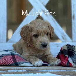 Ms Light Pink - Apricot female Goldendoodle puppy in South Jordan, Utah from JD Goldendoodles