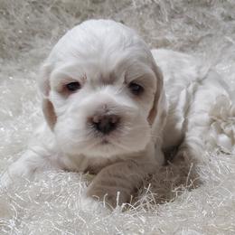Cocker Spaniel Puppies from Chloe's Cocker Spaniels