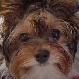 Adelaide - Biewer Terrier