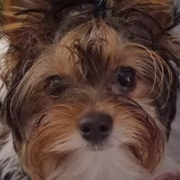 Adelaide - Biewer Terrier