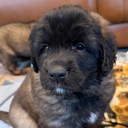 Red Boy - Reddish brown male Leonberger puppy in Turner, Maine from Bear Pond Aussies / Leonbergers of Maine