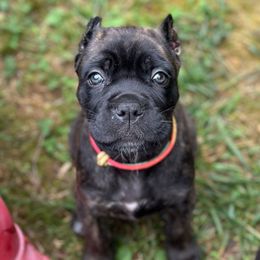 Patty - Chestnut brindle female Cane Corso puppy in Lusby, Maryland from Coastal View Kennels
