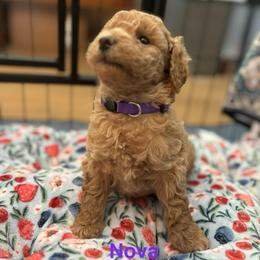 Nova - Apricot female Poodle puppy in Union Grove, Alabama from Beltane Bonnies