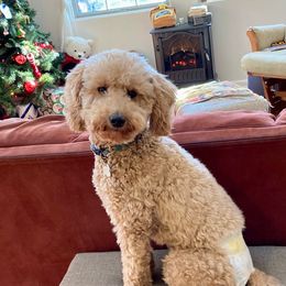 Nittany - Goldendoodle
