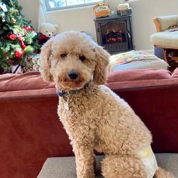 Nittany - Goldendoodle