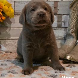 Naan - male Dilute Retriever puppy in Gardnerville, Nevada from Jobs Peak Labradors