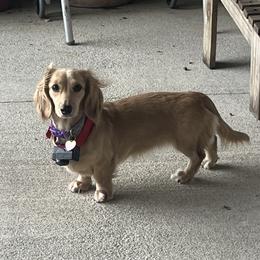 Bella - Dachshund