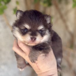Boy 3 - Chocolate and tan male Pomeranian puppy in Newport Beach, California from Exotic City Pomeranians and chihuahuas