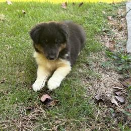 Tri Girl - Black white and tan female Shetland Sheepdog puppy in Shirley, Arkansas from Lucky Pups