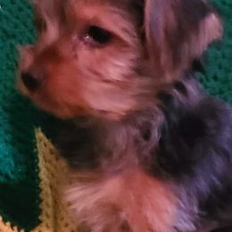 Yorkshire Terriers from Kimsfurbabies