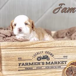 Jam - Caramel female Australian Labradoodle puppy in Decatur, Alabama from Southern Meadows Doodles
