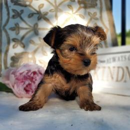 Ruby - Black and gold female Yorkshire Terrier puppy in Dickson, Tennessee from Rowan's Rascals