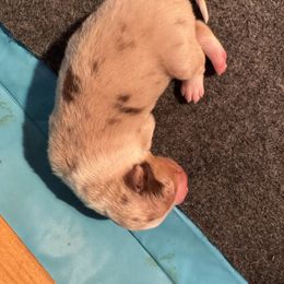 Red merle boy - Red merle male Australian Shepherd puppy in Lancaster, California from Leyline Australian Shepherds