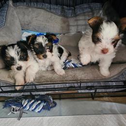Yorkshire Terrier puppies from Linda's Yorkies