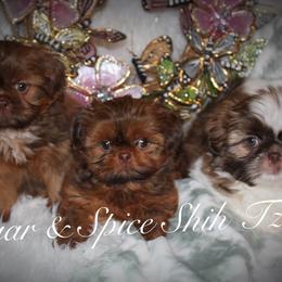 Shih Tzu Puppies from Sugar and spice shih Tzu