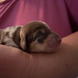 Boy 1 - Dapple male Dachshund puppy in New Jersey from Bergamo’s  Dachshunds