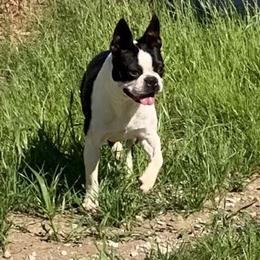 Hanna - Boston Terrier