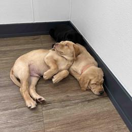 Labrador Retriever Puppies from Branley's Riverside Labradors