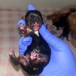 Marlin - Black and tan male Yorkshire Terrier puppy in Gastonia, North Carolina from Banks Dynasty Kennel