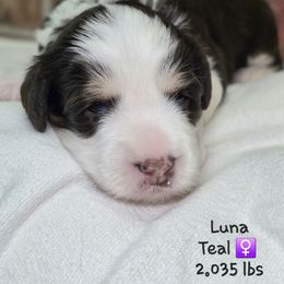 Teal - Tri-color female Bernedoodle puppy in Rockledge, Florida from Stormie's Doodles