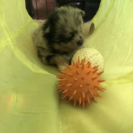 Pomeranian Puppies from Froggwoods Pomeranians