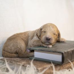Purple Collar - Red  female Goldendoodle puppy in Seffner, Florida from Gold Diamond Pup