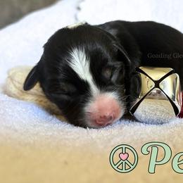 Peace - Black tri female Miniature Australian Shepherd puppy in Millington, Tennessee from Goading Glee Glade