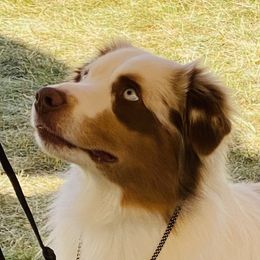 Bandit - Miniature American Shepherd