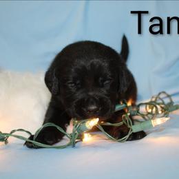 Tan - Black female Labrador Retriever puppy in Parma, Idaho from Campbell Valley Labradors