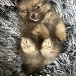 Tiny Blue Sable Boy 9wks - Blue sable male Pomeranian puppy in Madison, Ohio from PawSitive Therapy Pomeranians