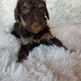 White collar - Phantom male Poodle puppy in Spring Branch, Texas from Bear Hills kennel