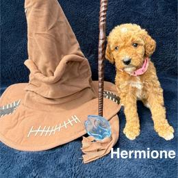 Hermione - Red  female Goldendoodle puppy in Conroe, Texas from Tails of Cypress