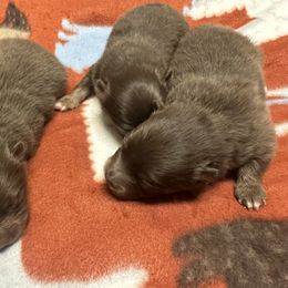 Lavender and tan - Lavender female Pomeranian puppy in Harrah, Oklahoma from Sunshines Pomeranians & Cavapoos