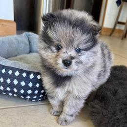 Slate - Blue merle male Pomeranian puppy in Raymondville, Missouri from Pampered Pomskies