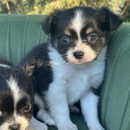 Boulder - Black and tan male Chihuahua puppy in Northboro, Iowa from So Sweet Chihuahuas