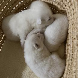 Boy 4 - White male Samoyed puppy in Oregon City, Oregon from White Cloud Samoyeds