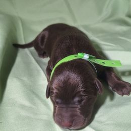 Echo - Chocolate male Labrador Retriever puppy in Waco, Texas from Ancient Dogges Performance Dogs